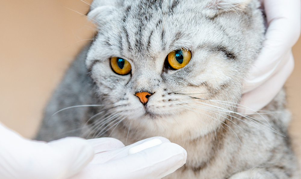 L’importance du vermifuge pour chien et chat