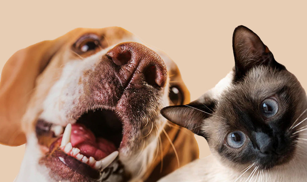 La cohabitation chien chat : mythe ou réalité ?