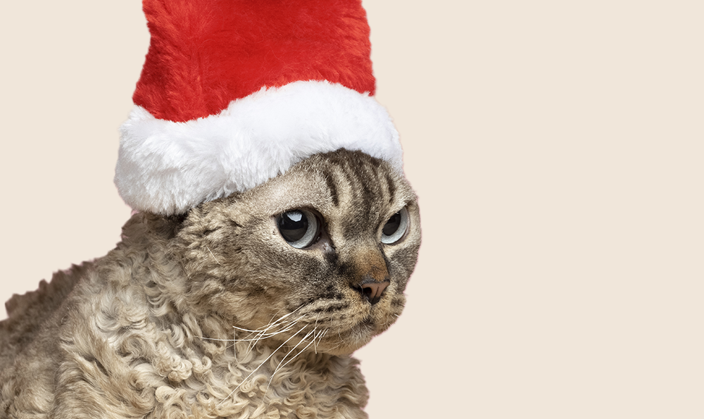 La sélection de cadeaux de Noël pour chat