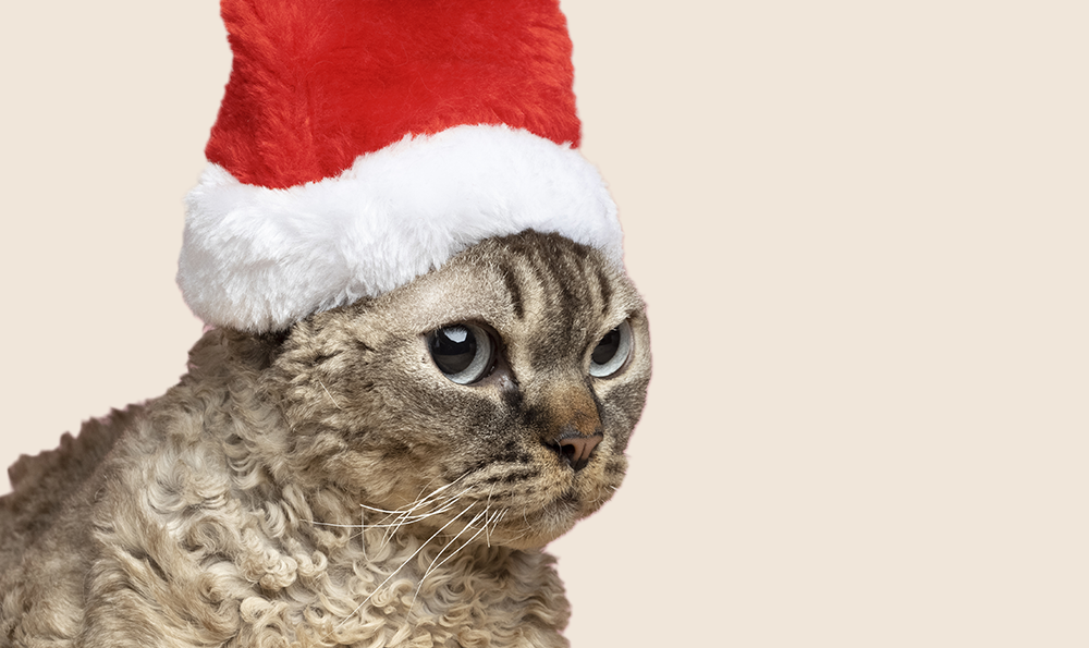 10 idées de cadeaux de Noël pour gâter votre chat en 2026