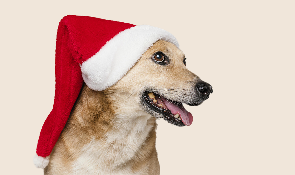 La sélection de cadeaux de Noël pour chien