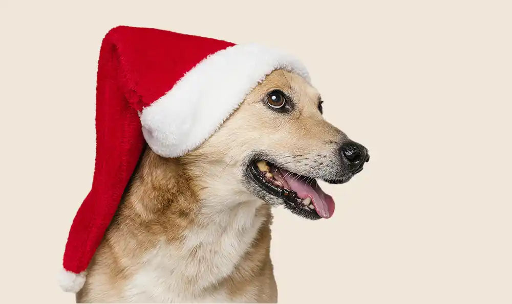 Édition 2026 : 10 idées de cadeaux de Noël pour chien