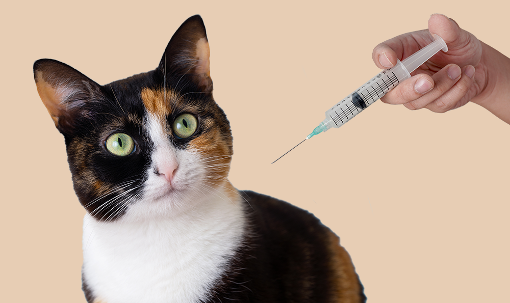 La vaccination du chat