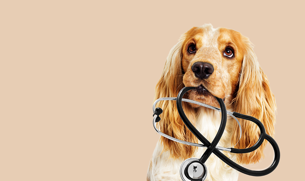 La vaccination du chien