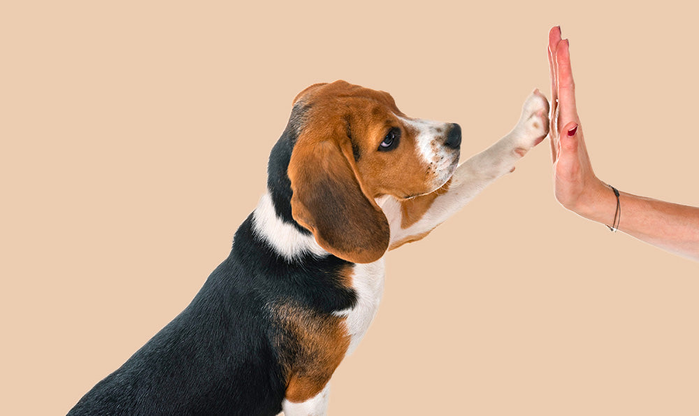 Comment éduquer son chien efficacement : guide pratique