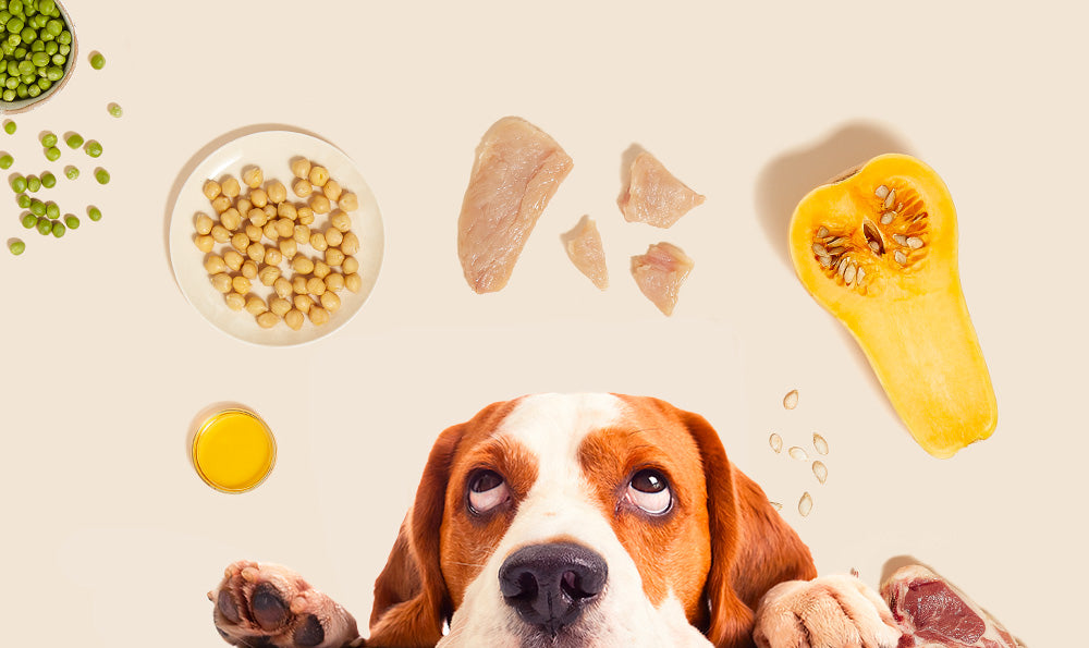 Allergies alimentaires du chien : Tout savoir