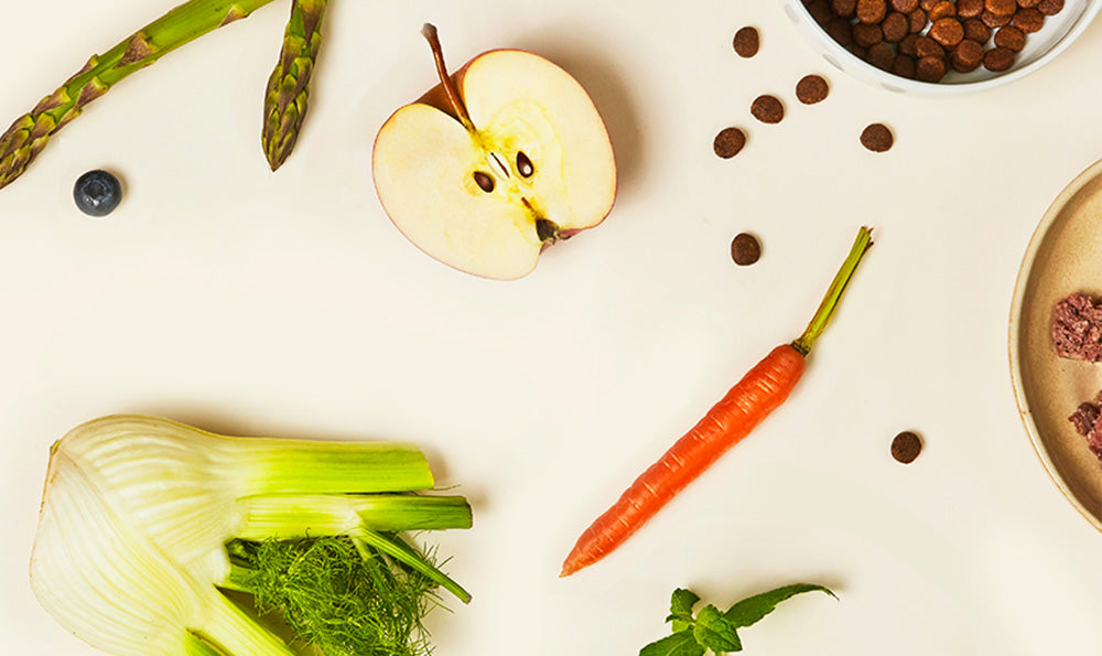 alimentation chat mixte patée croquettes 