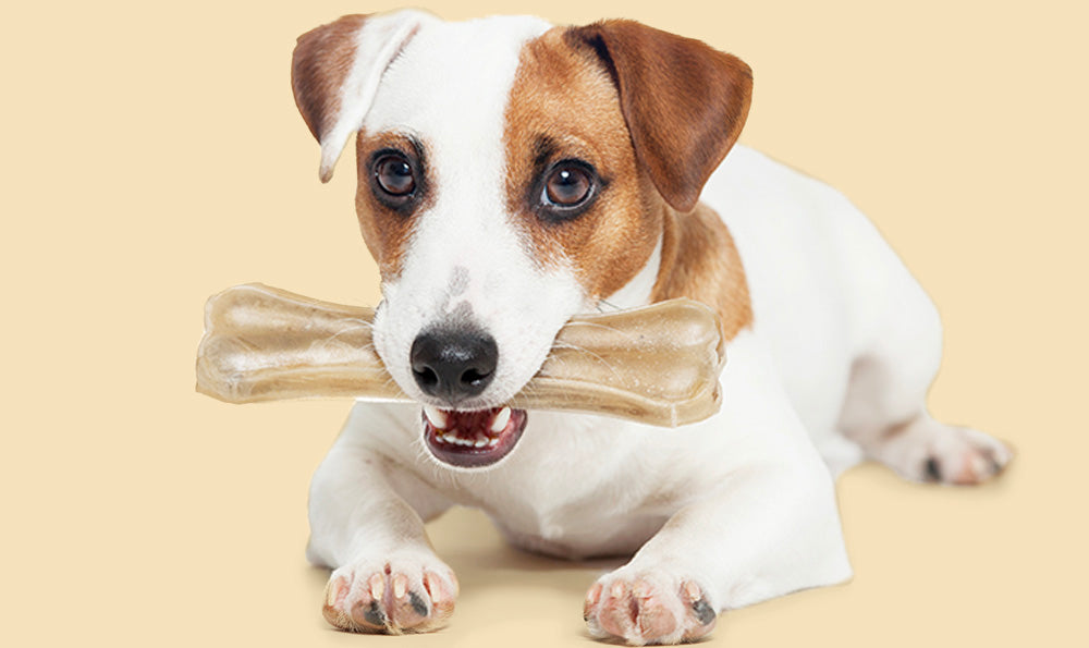 Pourquoi donner des os à mâcher à son chien?