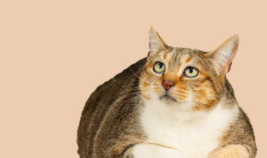 obésité chat 