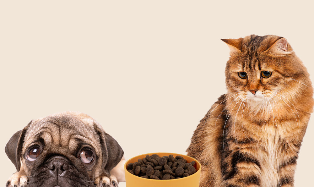 Mon chat / mon chien ne mange pas ses croquettes, que faire ?