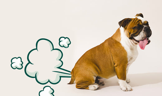 Mon chien pète, que faire ?