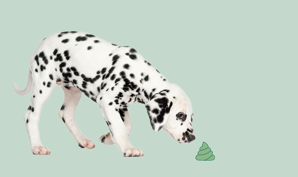 Mon chien mange ses crottes : tout savoir sur la coprophagie