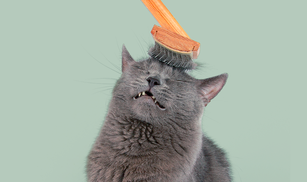 La mue du chat : causes, durée et conseils pour bien la gérer