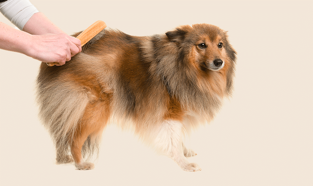 La mue du chien : pourquoi, quand et comment l’accompagner ?