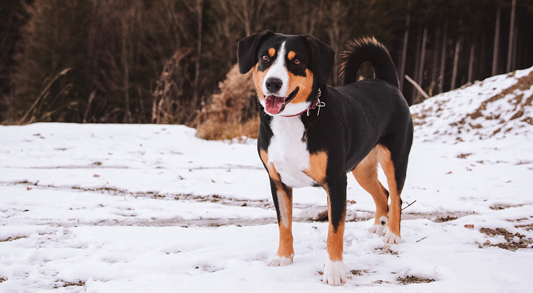 Chien à la montagne