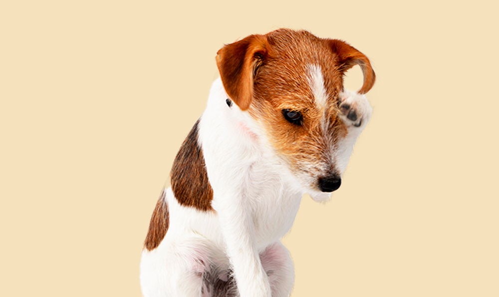 Mon chien a la peau sensible, que faire ?