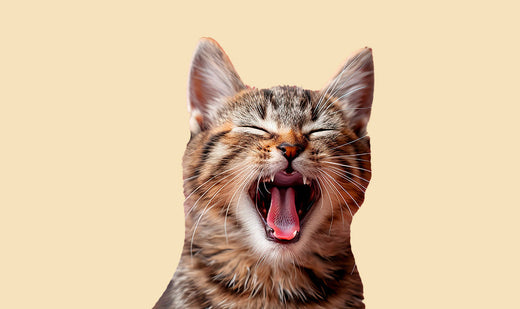 Pourquoi mon chat miaule ?