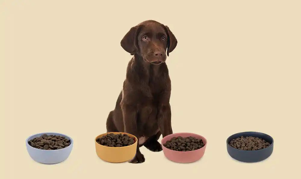 Comment choisir une bonne gamelle pour mon chien ?