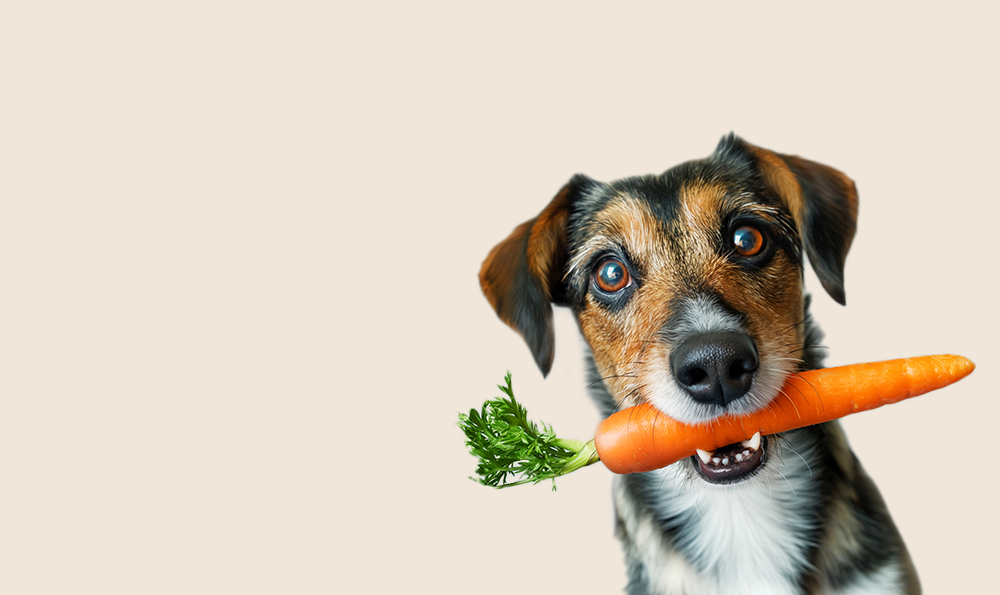 Quelles sont vitamines essentielles pour les chiens et chats ?