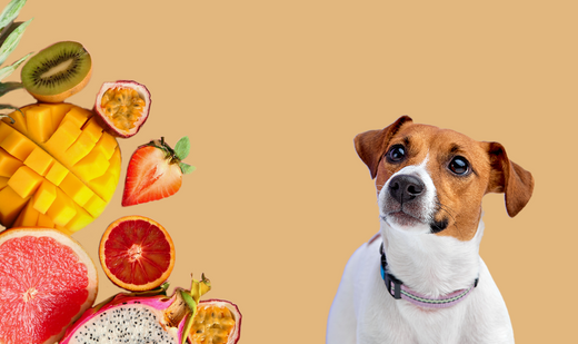 Quels fruits puis-je donner à mon chien ? Le guide complet