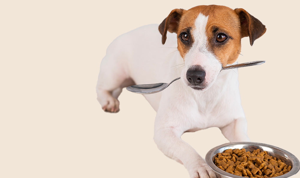 Question alimentation, les chiens ne sont pas des humains !