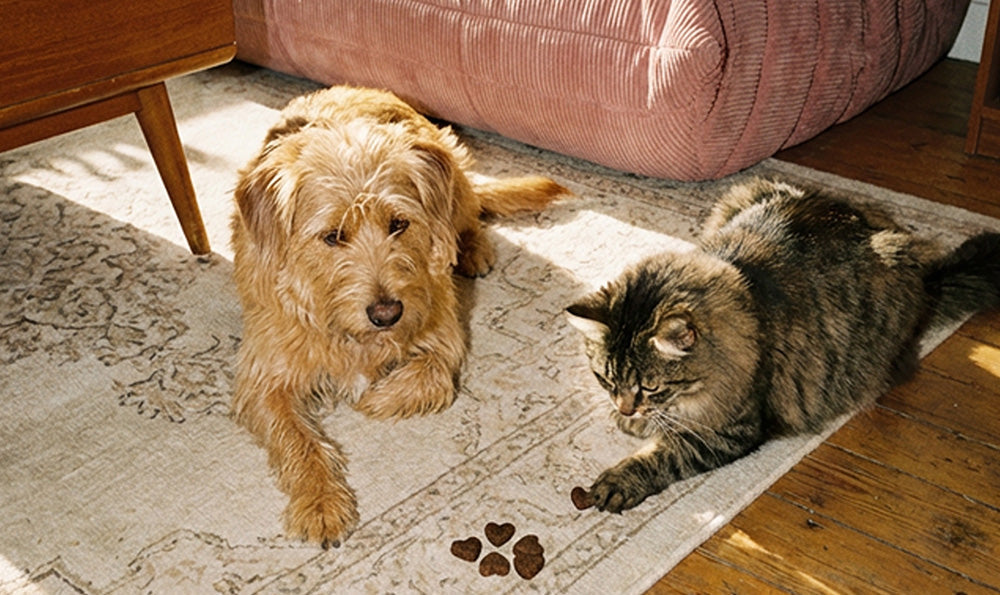 Est-ce que votre animal vous aime vraiment ?