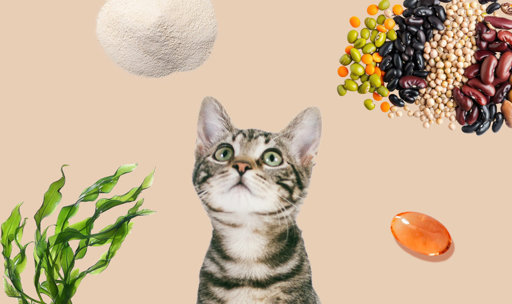 Les super-aliments pour chat