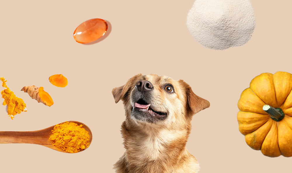 Les super-aliments pour chien