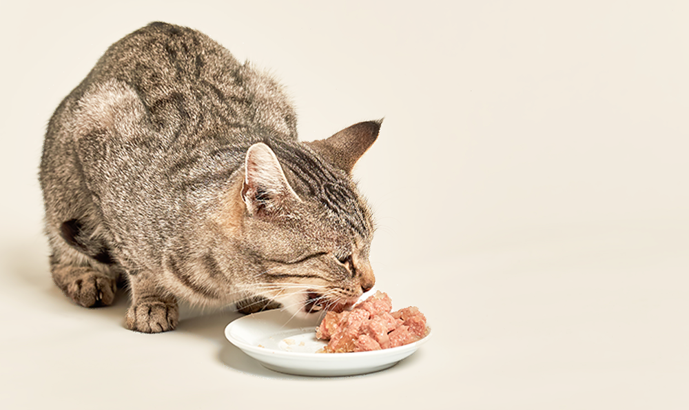 Pourquoi votre chat a-t-il besoin de taurine au quotidien ?