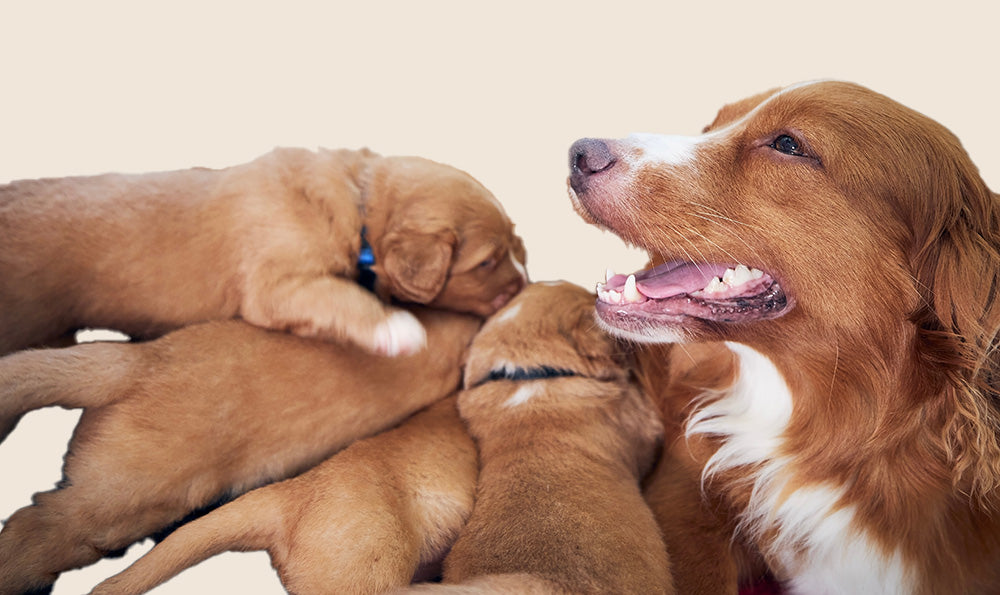 Tout ce qu’il faut savoir sur la chienne en chaleur et la période de fertilité