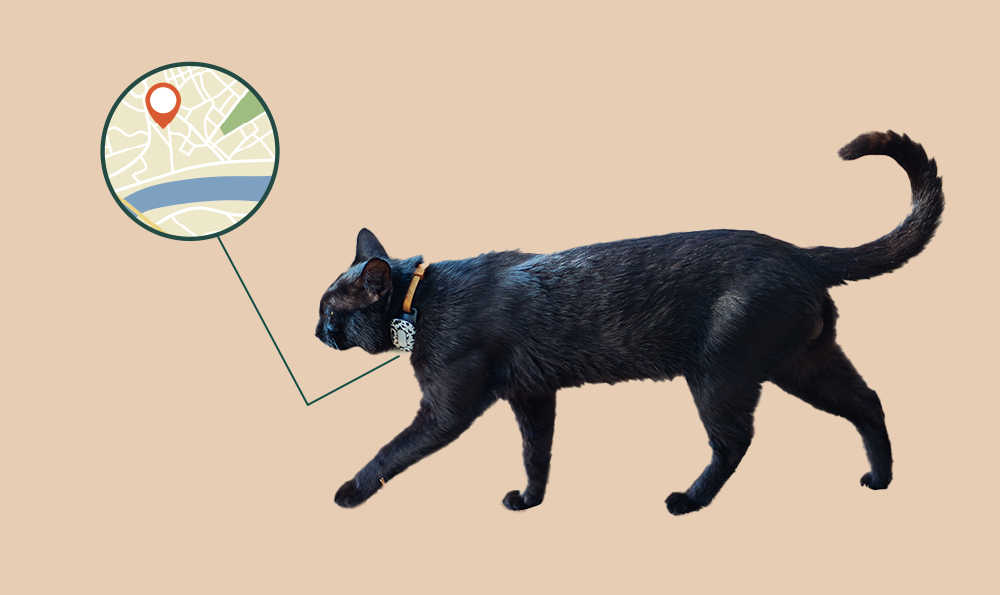 Tout ce qu’il faut savoir sur les colliers GPS pour chat et chien