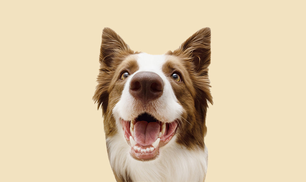 Tout savoir sur les dents de son animal