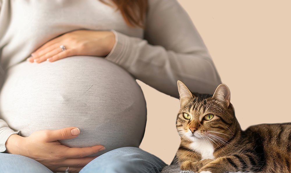 Toxoplasmose : je suis enceinte et j’ai un chat, que faire ?