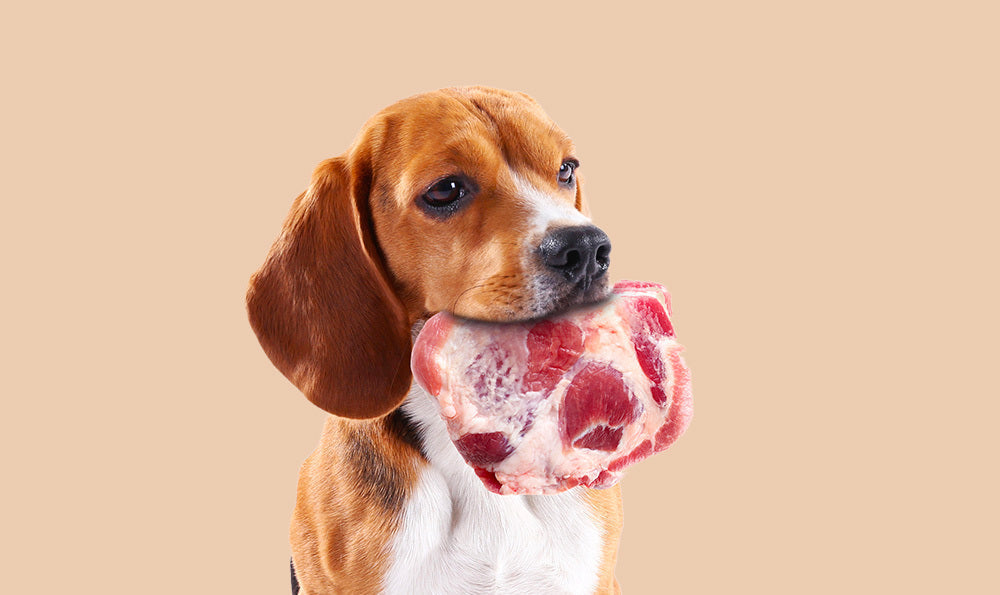 L’importance de la viande pour votre chien