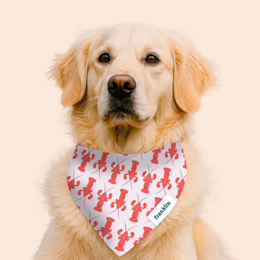 BANDANA ESTIVAL CHIEN