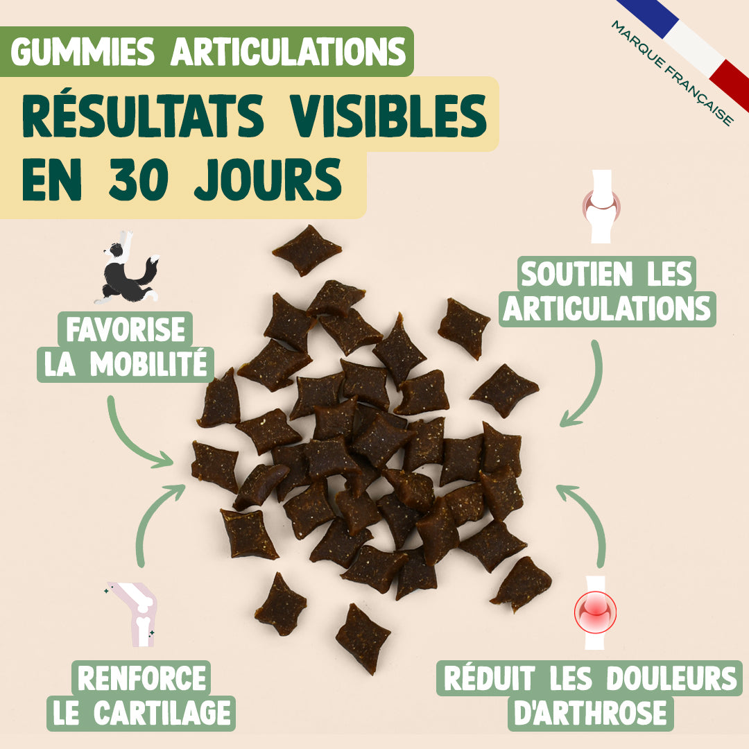 PACK POUR CHIEN SENIOR