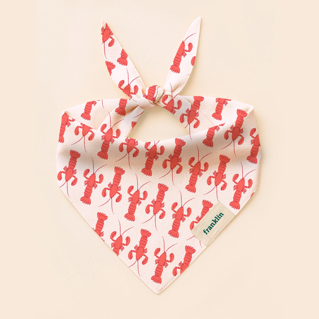 BANDANA ESTIVAL CHIEN