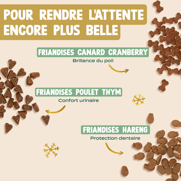 calendrier-de-l-39-avent-chat