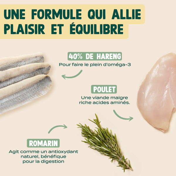 summer-snack-hareng-romarin