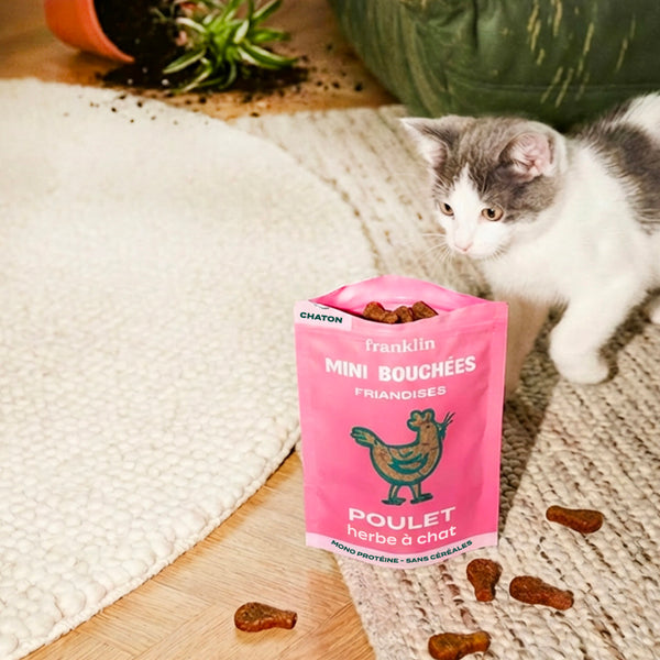 mini-bouchees-poulet-herbe-a-chat