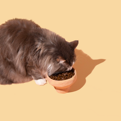 Alimentation et croquettes pour chat adaptées aux races : info ou intox ?