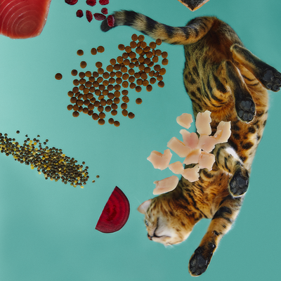 Croquettes pour chat avec ou sans céréales : que choisir ?