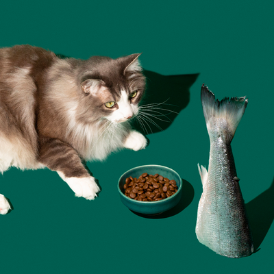 Aliments anti arthrite et croquettes contre l’arthrose du chat