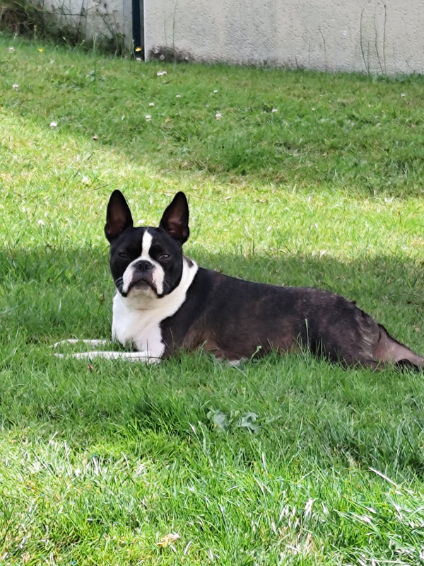 Taïgo