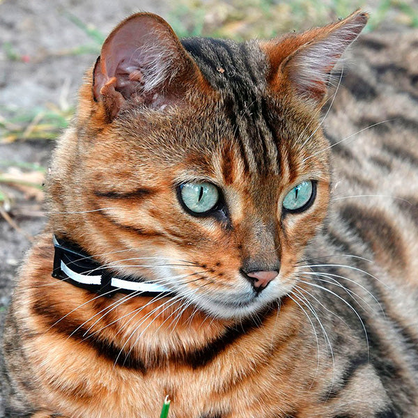 Le chat Bengal Histoire caract re sant et entretien Franklin