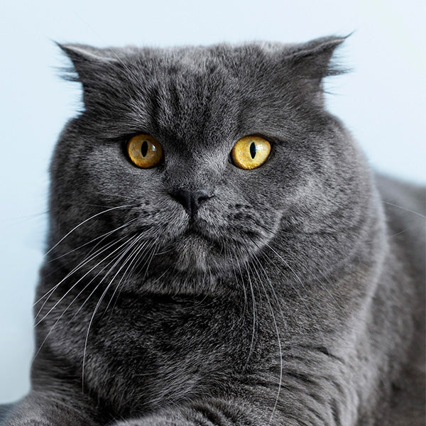 Le British Shorthair Histoire caract re sant et entretien