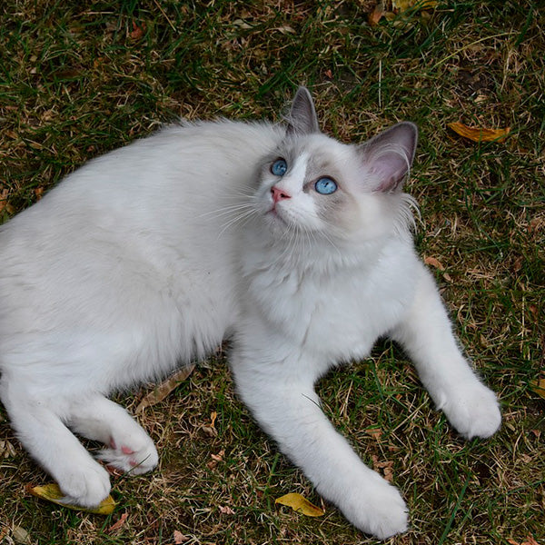 Le Ragdoll - Histoire, caractère, santé et entretien – Franklin