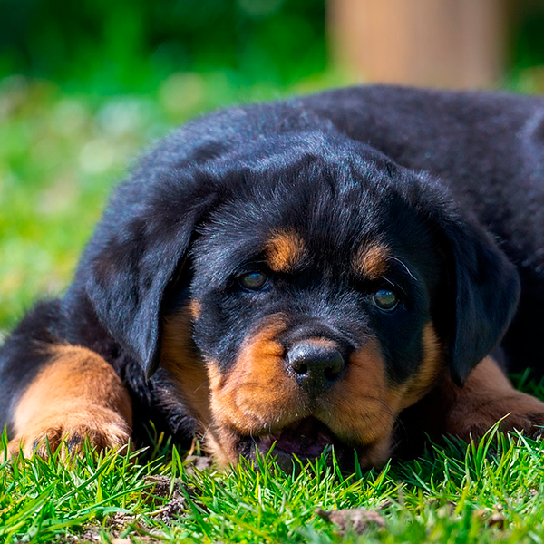 Le Rottweiler Le Rottweiler - Histoire, comportement, santé et éducation – Franklin