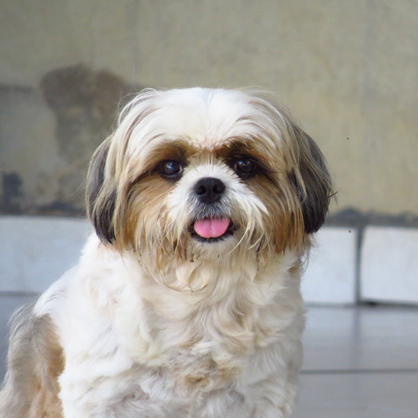 Le Shih Tzu Histoire comportement sant et ducation Franklin