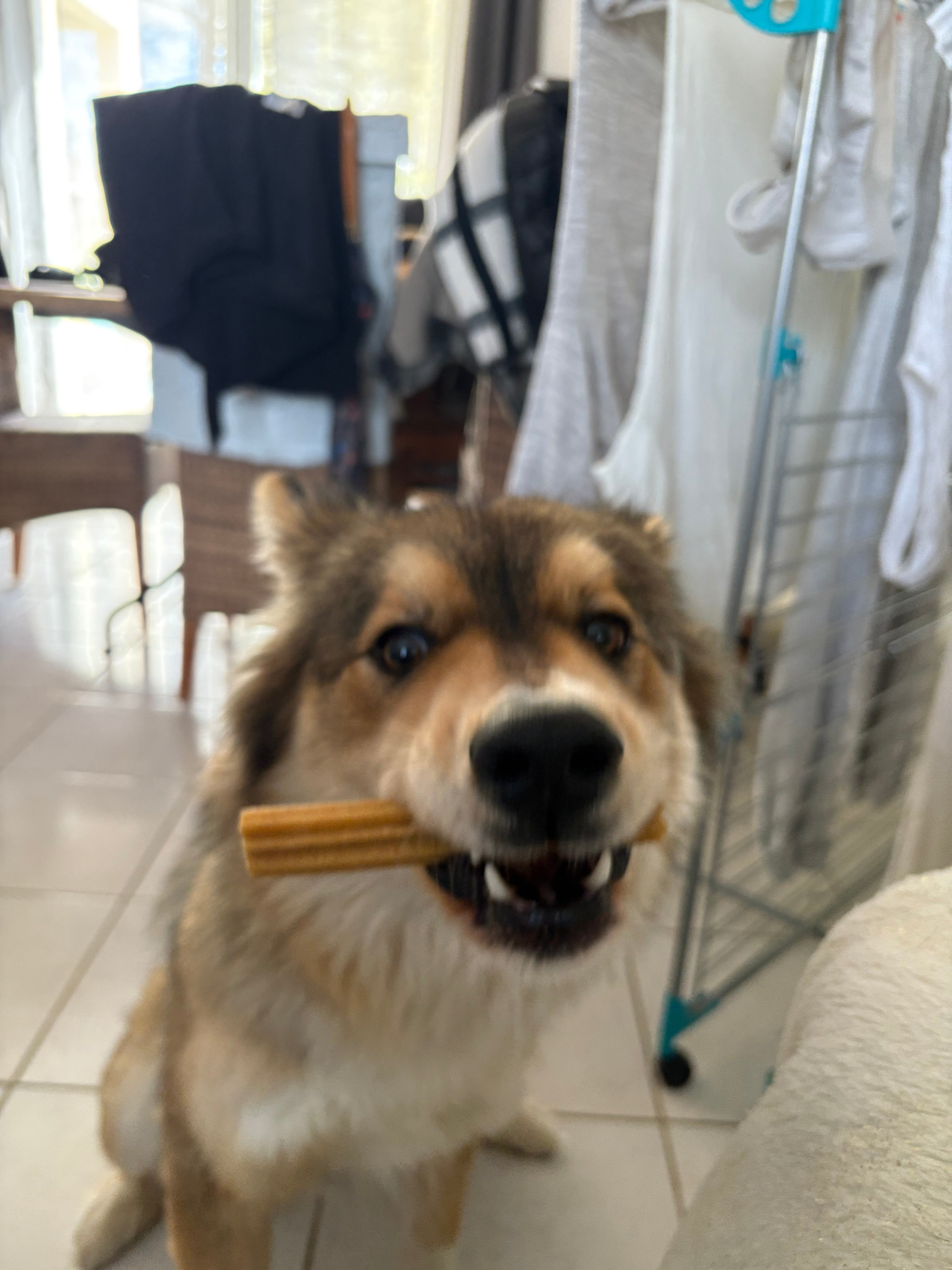 Calendrier De L'Avent Pour Chien Franklin Noël 2025 - 24 Cases Friandises Et Sticks - Fabriqué En France, 250g - 13